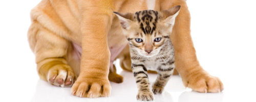 Introduction Of Dogs To Your Kitten